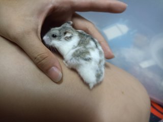 Happy - Short Dwarf Hamster Hamster