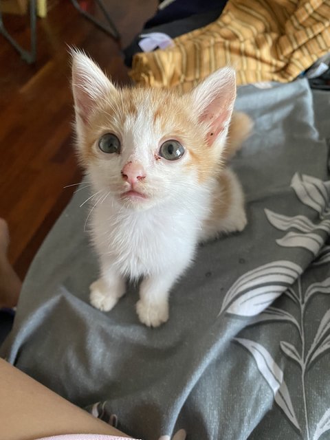 Bin - Domestic Short Hair Cat