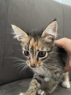 Rocky - Calico Cat