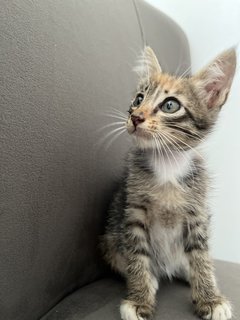 Rocky - Calico Cat