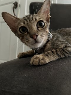 Koko - Bengal Cat