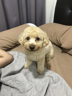 Puffy - Poodle Dog