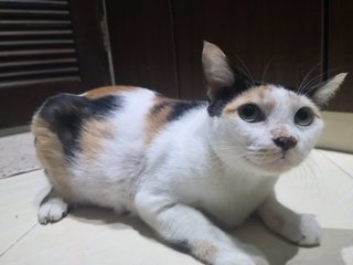 Mami Callie (Please Adopt!! )  - Domestic Short Hair Cat