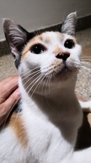 Mami Callie (Please Adopt!! )  - Domestic Short Hair Cat