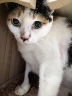 Mami Callie (Please Adopt!! )  - Domestic Short Hair Cat