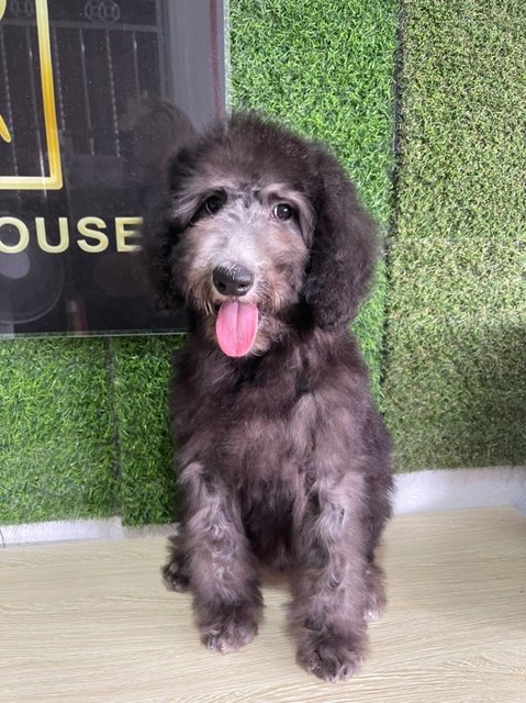 Hazel - Standard Poodle Dog