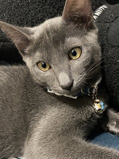 Pepper - Domestic Short Hair Cat