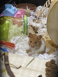 Teddy - Syrian / Golden Hamster Hamster