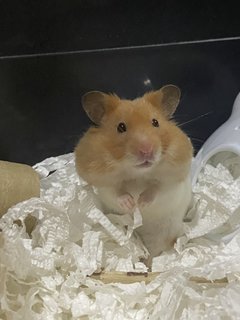 Teddy - Syrian / Golden Hamster Hamster