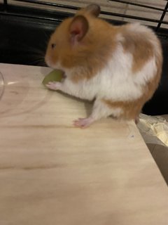 Teddy - Syrian / Golden Hamster Hamster