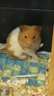 Teddy - Syrian / Golden Hamster Hamster