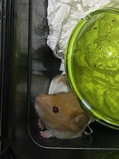 Teddy - Syrian / Golden Hamster Hamster