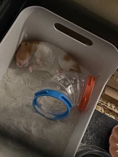 Teddy - Syrian / Golden Hamster Hamster