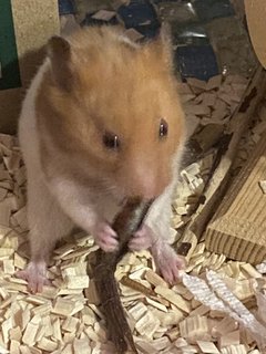 Teddy - Syrian / Golden Hamster Hamster