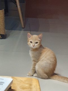 Kiko - Domestic Short Hair + British Shorthair Cat