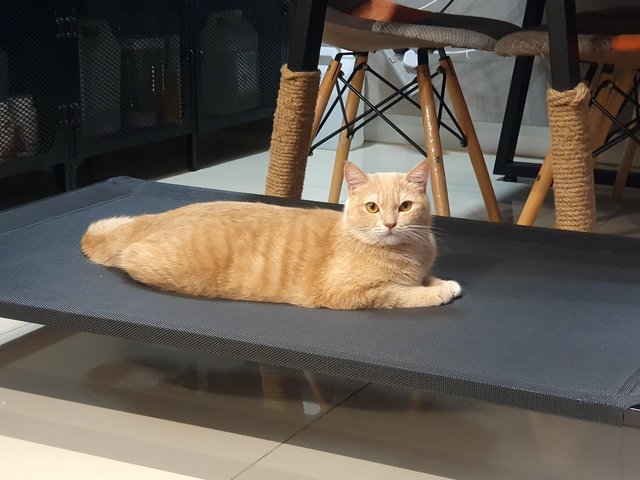 Kiko - Domestic Short Hair + British Shorthair Cat