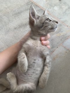 Grey &amp; Circle - Domestic Short Hair Cat