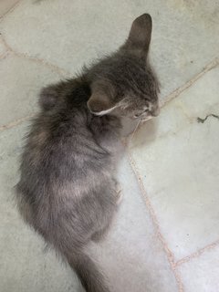 Grey &amp; Circle - Domestic Short Hair Cat