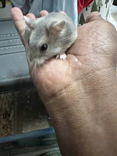 Kitty Hamtaro - Short Dwarf Hamster + Roborovsky's Hamster Hamster