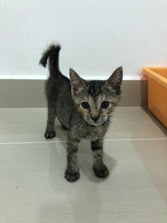 Grace - Tabby + Domestic Short Hair Cat