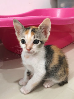 Small Small (小小) - Calico + Domestic Short Hair Cat