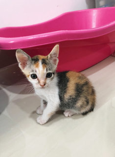 Small Small (小小) - Calico + Domestic Short Hair Cat