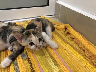 Small Small (小小) - Calico + Domestic Short Hair Cat