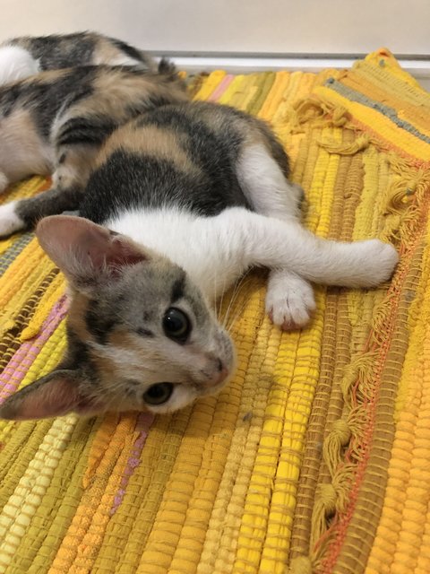 Small Small (小小) - Calico + Domestic Short Hair Cat