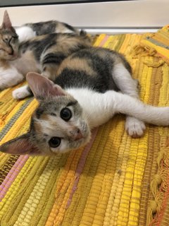 Small Small (小小) - Calico + Domestic Short Hair Cat