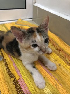 Small Small (小小) - Calico + Domestic Short Hair Cat