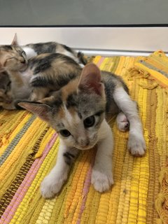 Small Small (小小) - Calico + Domestic Short Hair Cat