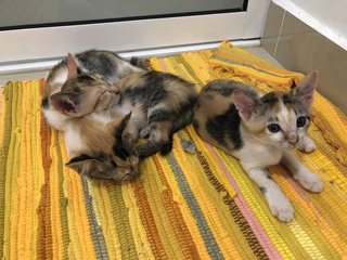 Small Small (小小) - Calico + Domestic Short Hair Cat