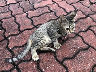 Polydactyl Kitten - Domestic Short Hair Cat