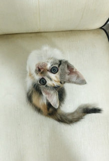 Marilyn - Calico + Domestic Short Hair Cat