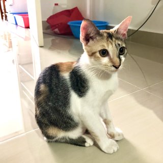 Plum - Domestic Short Hair + Calico Cat