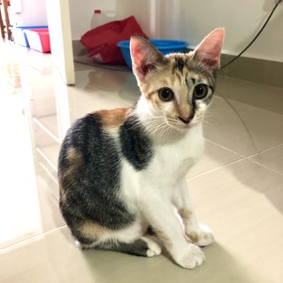 Plum - Domestic Short Hair + Calico Cat