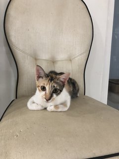 Plum - Domestic Short Hair + Calico Cat