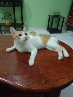 Surya - Domestic Short Hair Cat