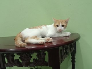 Surya - Domestic Short Hair Cat