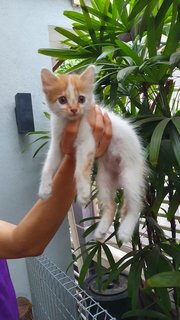 Caramel - Domestic Long Hair + Domestic Medium Hair Cat