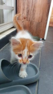 Caramel - Domestic Long Hair + Domestic Medium Hair Cat