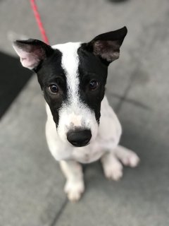 Coolio - Mixed Breed Dog