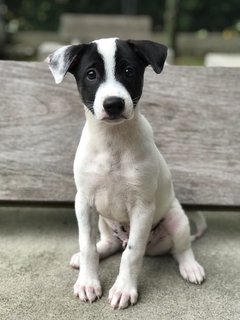 Coolio - Mixed Breed Dog