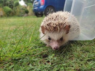 Loui - Hedgehog Small & Furry