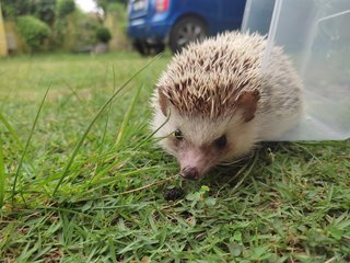 Loui - Hedgehog Small & Furry