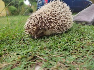 Loui - Hedgehog Small & Furry