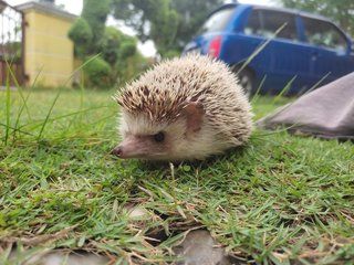 Loui - Hedgehog Small & Furry