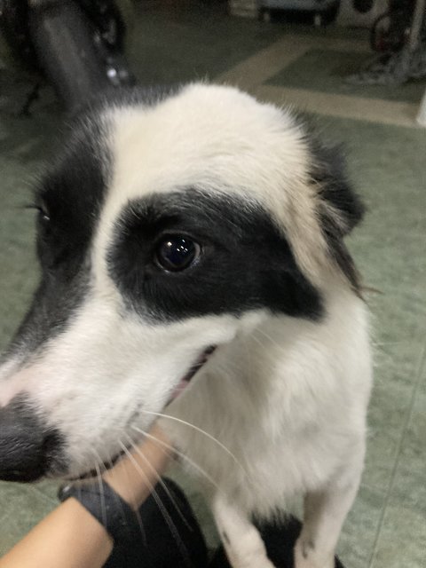 Junior  - Border Collie + Corgi Dog