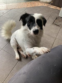 Junior  - Border Collie + Corgi Dog