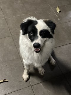 Junior  - Border Collie + Corgi Dog